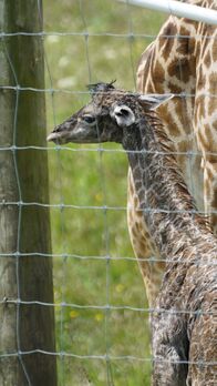 Zoogeflüster – Der nächste Schritt ist die Neugeborenenuntersuchung von Giraffenkalb Lulu - ein grundlegender Check-up und die Feststellung des Geschlechts. (National Geographic/Nathan Burge)