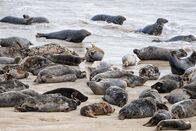 Faszination Erde – Die Blasket Islands sind ein Refugium für Robben. Vor rund 70 Jahren haben die letzten Bewohner die Insel verlassen. In der Abgeschiedenheit vermehren sich die Tiere seither bestens.