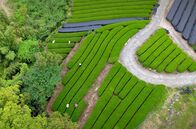 Japan von oben – Teeplantagen in Ureshino auf der Insel Kyushu aus der Vogelperspektive