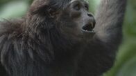 Wilde Schätze des Äquators – Gibbons, die kleinsten der Affen, singen in der Morgendämmerung im Duett. (NHNZ)