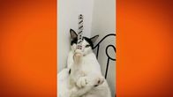 Most Ridiculous – Fr, 27.06., 06:00 Uhr