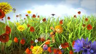 Die Biene Maja – Maja tanzt auf einer Pusteblume.