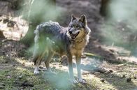 Der Ranger - Paradies Heimat – "Der Ranger - Paradies Heimat", "Wolfsspuren." Nach lehrreichen Jahren als Ranger in Kanada beschützt Jonas Waldek seit kurzem die einzigartige Flora und Fauna seiner sächsischen Heimat. Oft genug stößt er dabei an eng gesteckte Grenzen. Unternehmer Karl Nollau will in Jonas' Revier eine alte Mine reaktivieren. Als ein Wolf im Nationalpark auftaucht, schließt sich Verhaltensbiologin Emilia Jonas' Kampf um den Erhalt der Schutzzone an. Doch Nollau hat ein starkes Druckmittel in der Hand: Ihm gehört der Grund, auf dem Jonas zusammen mit seiner Mutter Monika, seiner verwitweten Schwägerin Rike und seinem Neffen Lukas lebt.