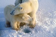 Die Reise der Eisbären – Eisbärenmutter mit Jungtier auf dem Eis