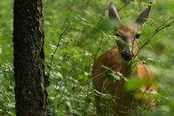 Wildes Kanada – So, 10.08., 15:35 Uhr