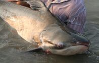 Zeb Hogans Monsterfische – Biologist Zeb Hogan stands in Cheow Lan Lake holding a Mekong Giant Catfish, a fish whose weight he estimates to be 150 pounds. Thai government scientists stock these endangered giants, forcing fishermen to release two catfish for every one of these caught.