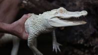 Das Atlanta-Aquarium – Albino Alligator