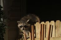 Tierische Schlitzohren – WASHINGTON, D.C.- A raccoon climbing over the top of a fence.
