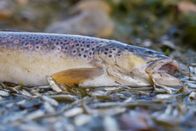 Einstein – Toter Flussfisch