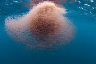 Unsere Ozeane – Der Blauwal ernährt sich u.a von Plankton, den er mithilfe seiner Barten aus dem Meerwasser filtert.