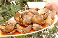 Zu Tisch ... – Venusmuscheln auf galicische Art