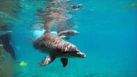 360° - Geo-Reportage – Ein knapp eine Minute altes Delfinbaby mit seiner Mutter, geboren im Delfintherapie-Zentrum auf Curacao