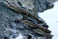 Australiens Riesen-Krokodile – Saltwater crocodile cavort in the lush, swampy splendor.