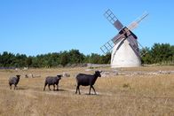 Wilde Ostsee – Die robusten und wetterfesten Gotlandschafe sind bestens an das raue Klima auf der Insel angepasst.