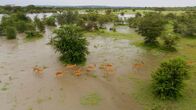 Terra X: Serengeti – Heftige Regenfälle haben die Savanne in eine Sumpflandschaft verwandelt, sodass die Impalas nasse Füße bekommen.