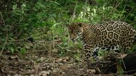 Geborene Jäger – A jaguar patrolling the jungle, ready to hunt.