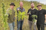 Tobis Städtetrip (HR) – Bei den „Green Pioneers“ (v.l.n.r.): Kerim Viebrock, Tobias Kämmerer, Philipp Gärtner und Marc Graf bei der Hanfernte.