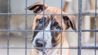 Tierpolizei Houston – Mo, 10.11., 06:00 Uhr