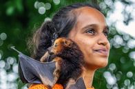 Wilde Trauminseln – Ashmi Bunsy forscht an Flughunden und besucht nebenbei Schulen, um Kinder für die Tiere zu begeistern. Ihr zahmer Flughund Laura hängt sehr an seiner Adoptivmutter.