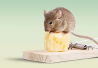 111 – Mouse trap with cheese and mouse on background