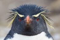 Helden der Evolution – Felsenpinguin.