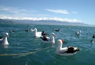 Mit dem Zug durch ... – Albatrosse vor der Kulisse der Neuseeländischhen Südalpen.