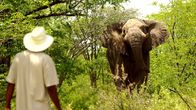 Expeditionen: Mittendrin - Botswana – Das Land beherbergt eine Vielzahl von Tieren und ist einer der letzten Orte in Afrika, an dem sie noch frei leben können.