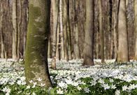 Mythos Wald – Zu Abertausenden wirbt das Buschwindröschen im Frühjahr um Bestäuber.