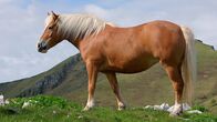 Wunderwelt Schweiz – Pferd