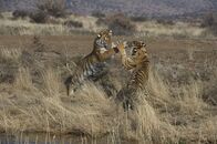 Animal Fight Club – Bengal Tigers playing. A tiger's roar can be heard as far as 2 mi (3 km) away.