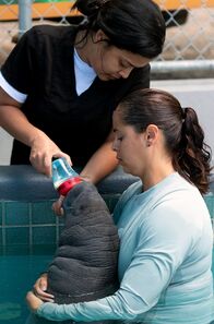 GEO Reportage – Seit über 30 Jahren kümmern sich Retter im Manatee Conservation Center um verletzte Seekühe, die meist Opfer von Motorbootunfällen wurden.