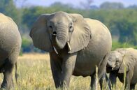 Die Sprache der Tiere – Elefanten erzeugen für das menschliche Ohr nicht hörbare Infraschall-Laute, um über große Entfernungen hinweg zu kommunizieren.
