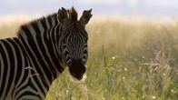Die Sprache der Tiere – Ein Zebra steht in der Savanne.