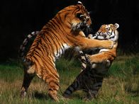 Animal Fight Club – Mo, 24.06., 22:35 Uhr