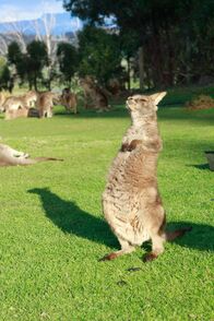 Tierische Außenseiter – Tasmania: A wallaby at Trowunna Park.