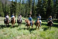 Expeditionen: Mustangs - lebende Legenden – Wilde Reise mit Erich Pröll: "Mustangs - Lebende Legenden: Die nach Europa reisen", Die drei jungen Mustangs sind weiterhin in La Barge und werden auf die weiteren Stationen für die Reise nach Österreich vorbereitet. Mustangs werden in Nordamerika von Freizeitreitern und auf Ranches als Cowboypferd verwendet. Eine Besonderheit bietet eine Working Cow Ranch, die am Fuße der Bighorn Mountains über 1.000 Rinder und an die 100 Pferde betreut. Dazu gehört auch eine Guest Ranch - die Hideout Ranch. Hier können Gäste einzigartige Trailritte machen und auch je nach anfallender Rancharbeit echtes Cowboy Feeling erleben. Hier gibt es eine echte Besonderheit. Die City Slickers können hier auch auf Mustangs reiten. Auf der Ranch wurden bereits zwölf Mustangs adopiert, die hier trainiert und zu exzellenten Reitpferden ausgebildet wurden. Für die Ranch gehört der Mustang als Teil vom Westen dazu und möchte das auch an die Reitgäste weitergeben. Für diese Pferde ist der Ritt in die Berge auf über 3.500 Meter Höhe kein Problem. Sie sind zäh, genügsam und leicht zu reiten. Trittsicher im steilen, unwegsamen Gelände und ausdauernd in der Steppe. Im Film wird eine Reitgruppe begleitet, die den Eindruck vermittelt, aus einem Edelwestern entsprungen zu sein. Profi Reiter aus den Niederlanden waren eine Woche lang auf Mustangs unterwegs und sie erzählen voll Begeisterung über ihre Erlebnisse. Der Einsatz der Mustangs hier als Wanderreitpferde, als Partner im schwierigem Gelände und auch auf einen Teil Geschichte Amerikas zu sitzen macht diese Pferde einmalig.