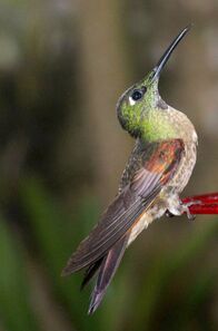 Naturparadiese mit Zukunft – Wegen ihrer schillernden Federn werden Kolibris auch „geflügelte Edelsteine“ genannt.