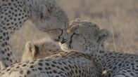Tierbabys in Afrika – Tierbabys in Afrika
