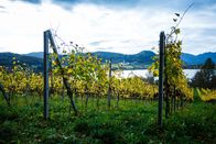Die Nachfolger - Mein Betrieb wird dein Betrieb – Weingut Georgium