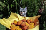 Zu Tisch ... – Crema Fritta: Die frittierten Puddingcremestückchen schmecken auch Katzen.