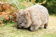 Tasmanien - Eine Insel steht Kopf – Ein Wombat auf Nahrungssuche – die Tiere sind Pflanzenfresser, sie ernähren sich von Gräsern und anderem pflanzlichem Material.