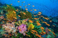 Der Blaue Planet – Ein lebhaftes Korallenriff in Fidschi. Tropische Riffe gehören zu den belebtesten Orten im Ozean. Fische, wie diese "Sea Goldies", verbringen ihre Tage im Freien und suchen das Wasser über Korallenriffen.