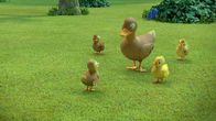Pip und Posy – Hurra! Derek hat seine Entenfamilie wiedergefunden.