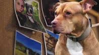Impact – Sogenannte Listenhunde, zu denen auch der Pitbull Balu gehörte, der einer Velofahrerin einen Teil des Ohrs abbiss, werden als potenziell gefährlich eingestuft und sind sogar in einzelnen Kantonen verboten.
