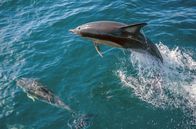 Australien - Im Sog des Ostaustralstroms – Delfine surfen am Bug einer Jacht durch eine biolumineszierende Algenblüte.