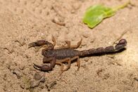 Super Bio Hero – Scorpion