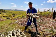 Mit dem Zug ... – Auf dem Weg nach Durban in Südafrika: Zuckerrohrernte im Valley of a Thousand Hills