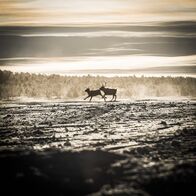 Will Smith - Wundersame Welt – Kautokeino, NORWAY - Two reindeer on the snowy expanse in Kautokeino. Not much life thrives here but the hardy lichen buried beneath the snow provides the reindeer with sustenance for their migration. (photo credit: National Geographic)