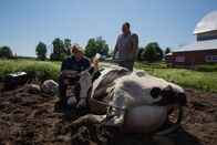 Der unglaubliche Dr. Pol – Weidman, MI - Dr. Brenda.