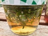 Querbeet ABC – Moderatorin Sabrina Nitsche erklärt im Querbeet Garten, wie Pflanzenvermehrung funktioniert, wie Kräuter angepflanzt und verarbeitet werden, Unkräuter sinnvoll genutzt werden und wie eine dauerhafte Kübelbepflanzung auf Balkon und Terrasse gelingt. An einem Thema werden Tipps und praktische Beispiele gezeigt und dazu Wissenswertes aus der Botanik verständlich erklärt. Einfach zum Nachmachen - auch für Nicht-Gärtner*innen.